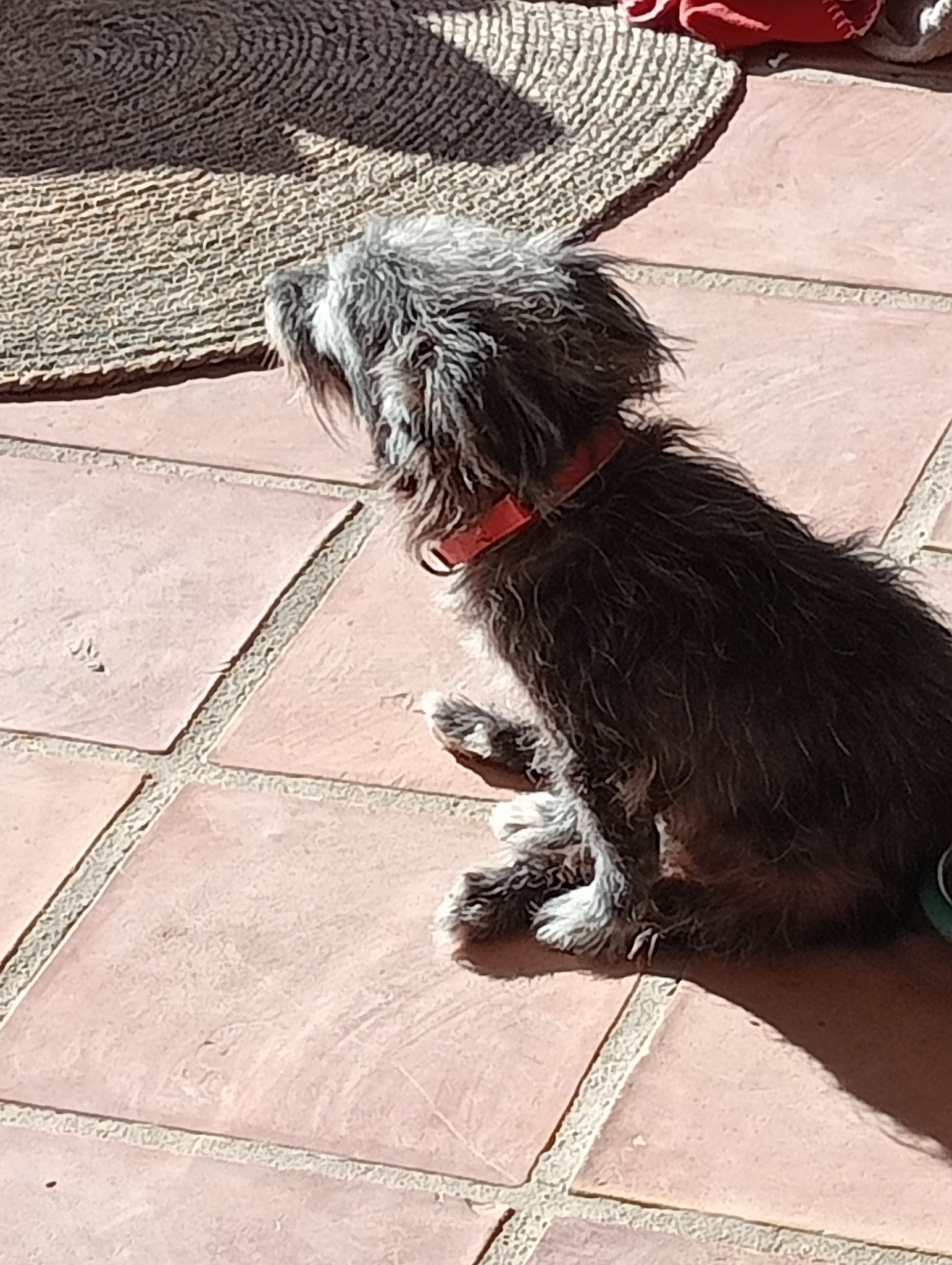 Lea, de oude hond van Stichting Imagine, rust op het terras